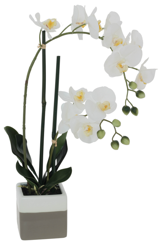 WHITE ORCHID IN POT 51CM