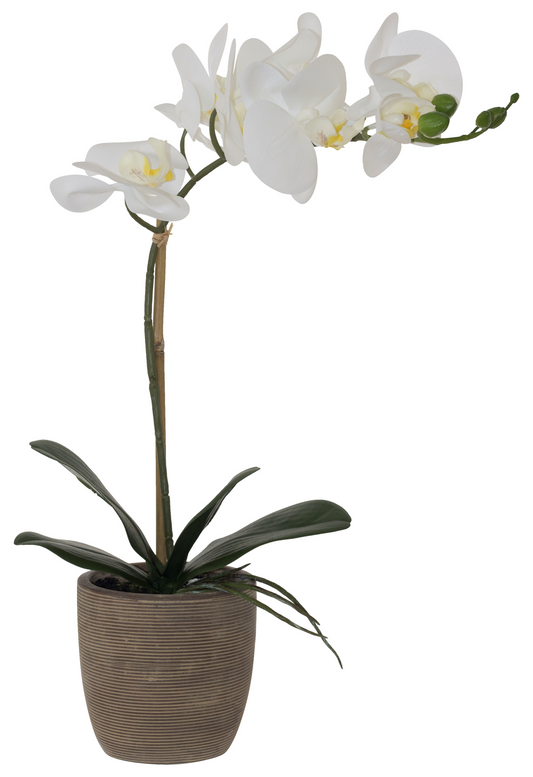 WHITE REAL TOUCH ORCHID 51CM