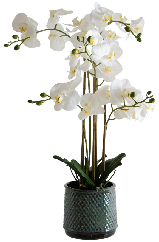 WHITE ORCHID IN GREY POT 71CM