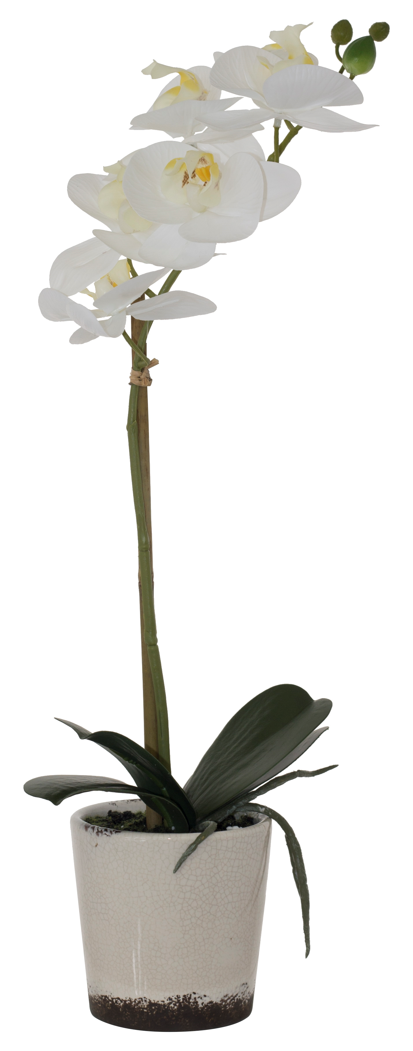 WHITE REAL TOUCH ORCHID 43CM