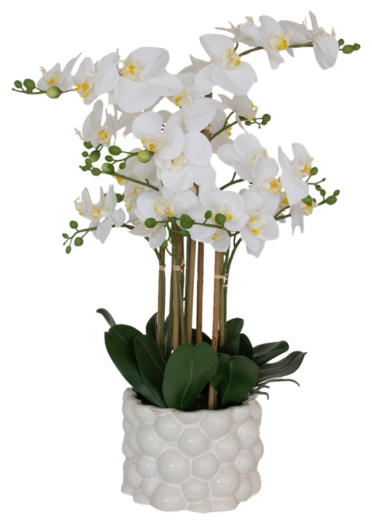 WHITE REAL TOUCH ORCHID 71CM