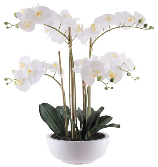 WHITE ORCHID IN POT 64CM