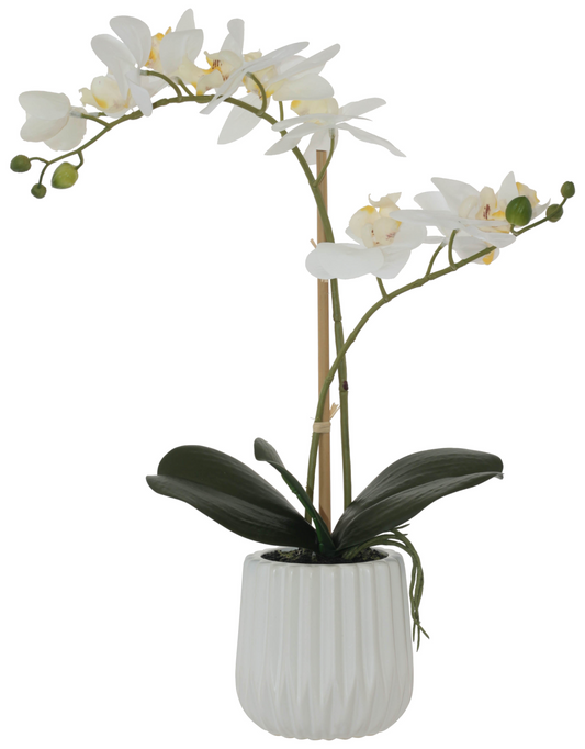 WHITE REAL TOUCH ORCHID 53CM